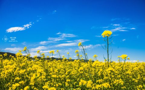 欠信用卡千万别分期，做好这几点就可以！