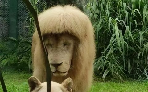 给狮子剪齐刘海?广州动物园回应