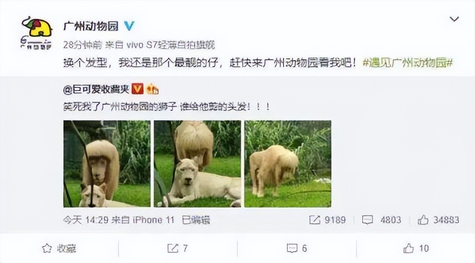 给狮子剪刘海？齐刘海的狮子火了 广州动物园回应
