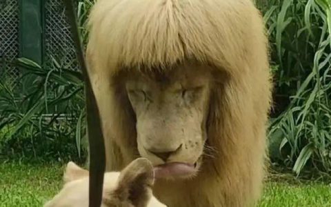 广州“齐刘海”狮子换“大背头”