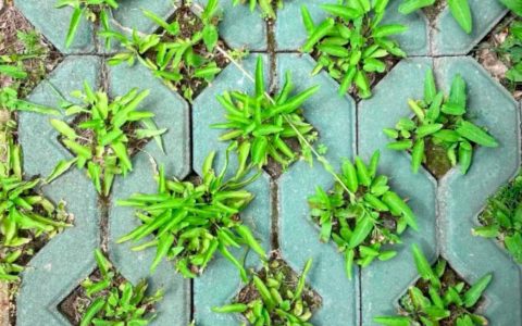 被封男子吃绿化带发现84种草药