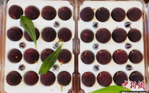 果农回应杨梅60元一颗出口迪拜