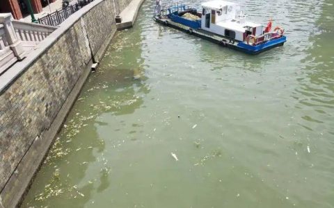 放生成杀生 上海苏州河频现死鱼
