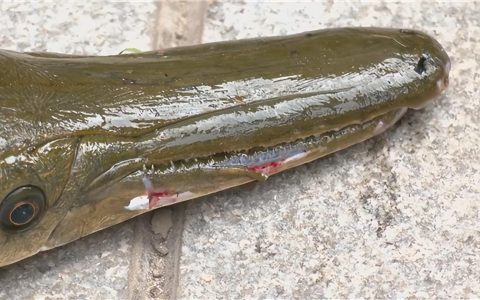 媒体:如此大费周章抓一条鱼值得吗