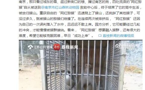 南京网红猕猴归山后挨了一顿揍