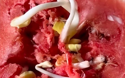女子切开西瓜发现“黄豆芽”