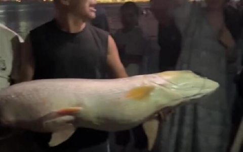 男子湘江边钓到68斤鱤鱼