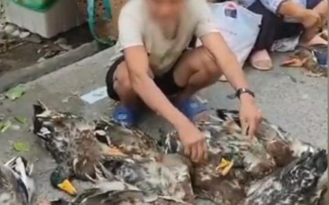 老人赶集卖的鸭被闷死 路人纷纷买下