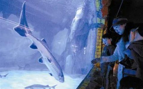 渔民捕获一条50多公斤野生中华鲟