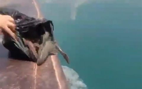 广西一水库被放生有害鱼种清道夫