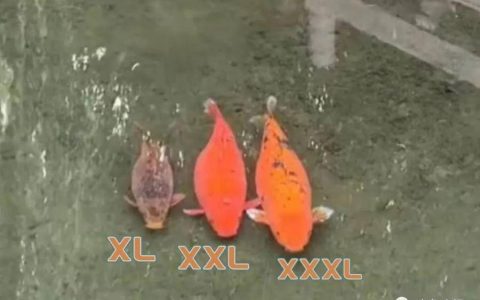 趵突泉3只胖锦鲤组团出游