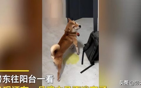 租客退房留下2猫1狗1鸡