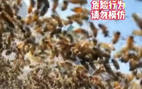 男子拿走蜂王被蜂群追一路